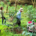 Organización de Caficultores del Barrio La Papaya (Saraguro)